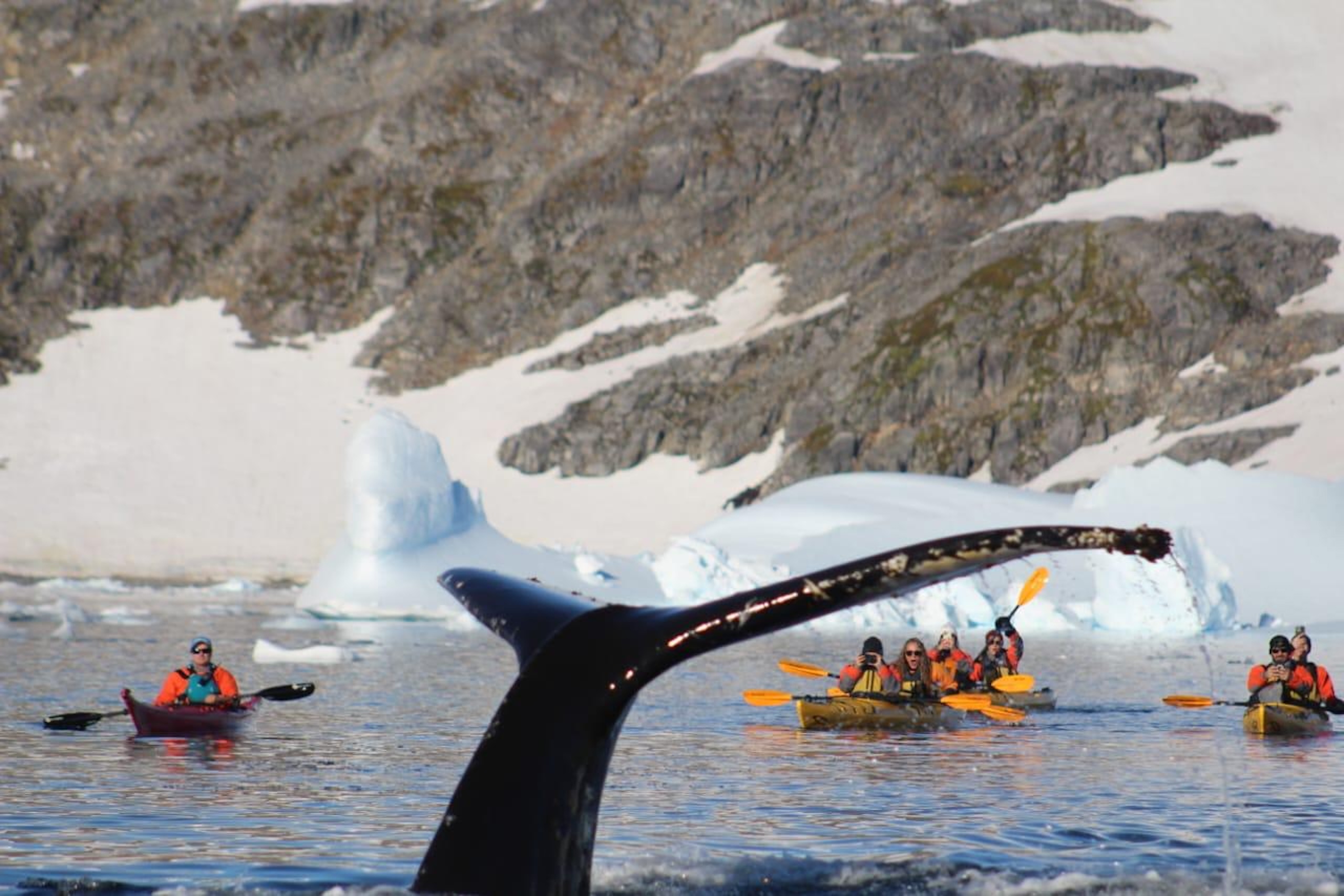 Whales tail in the forground with kayakers in the background against a snowy mountain backdrop.