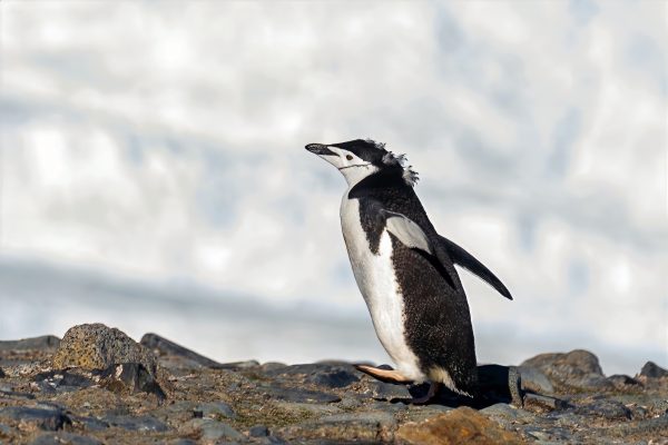 Penguin at the top of the ridge at Half Moon Island in Antarctica.
