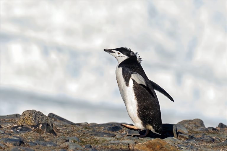 Penguin at the top of the ridge at Half Moon Island in Antarctica.