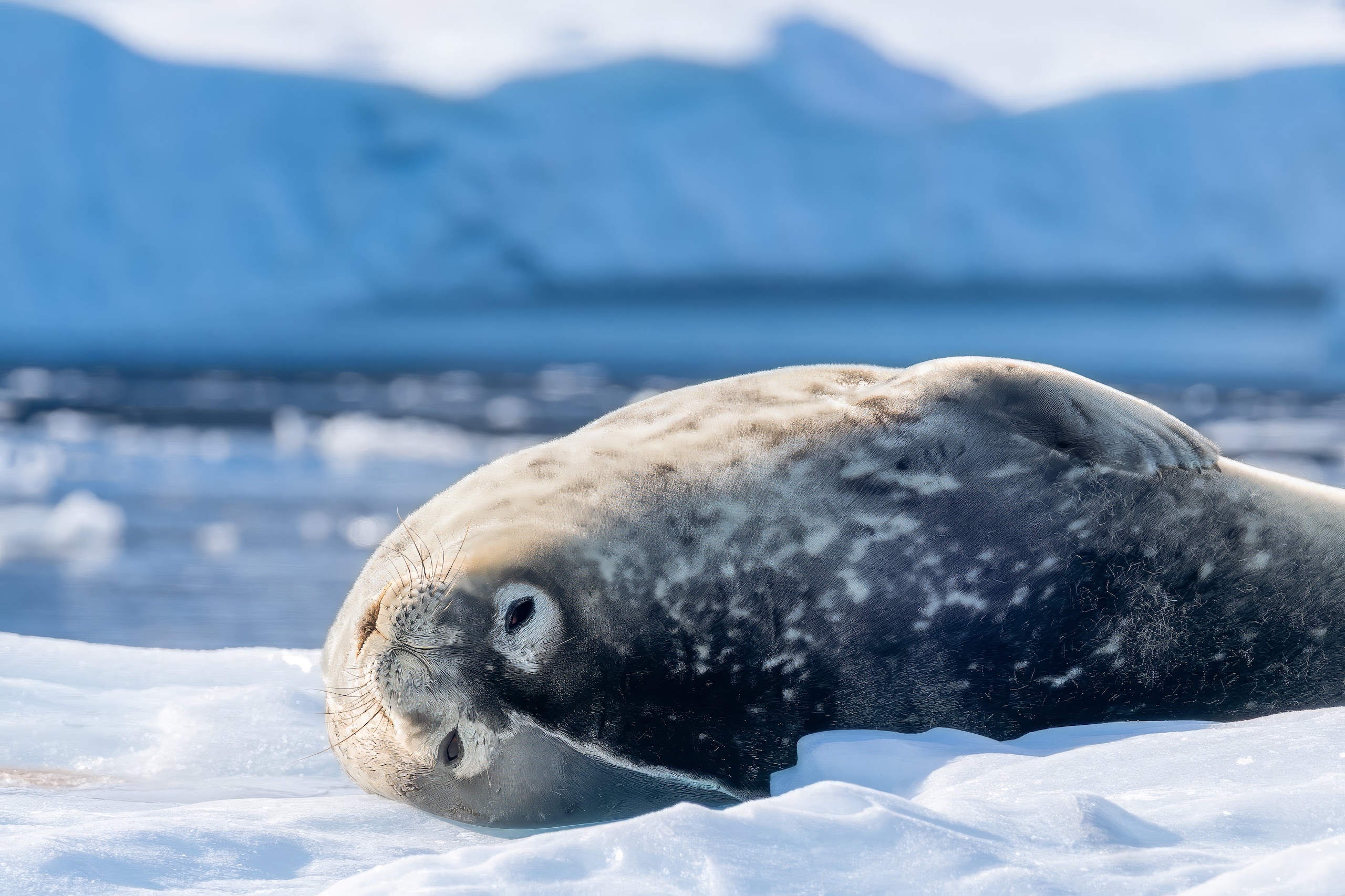 Fur seal resting on ice in Antarctica with mountains in the background.