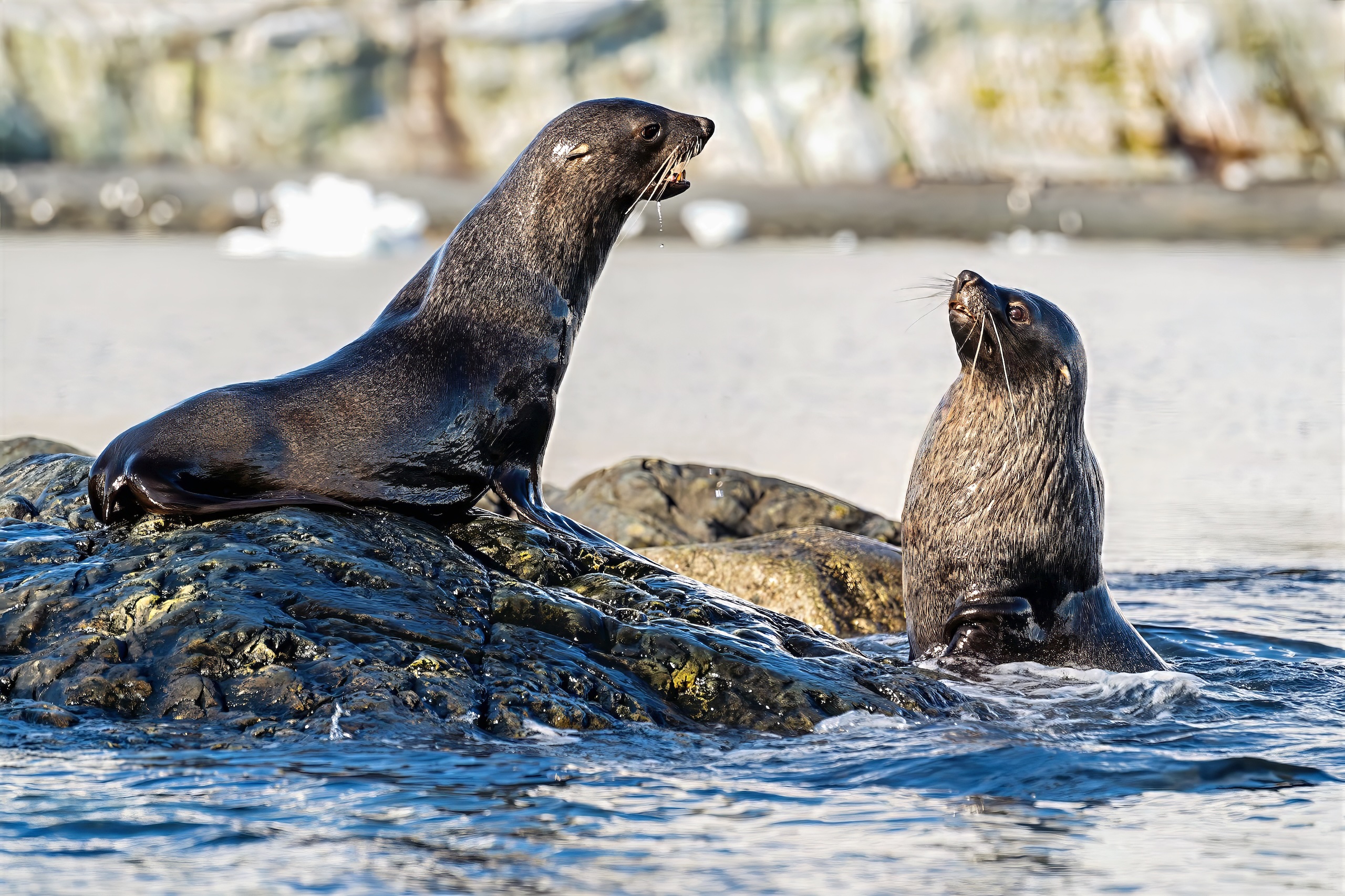 Two fur seals fighting for territory in Antarctica.