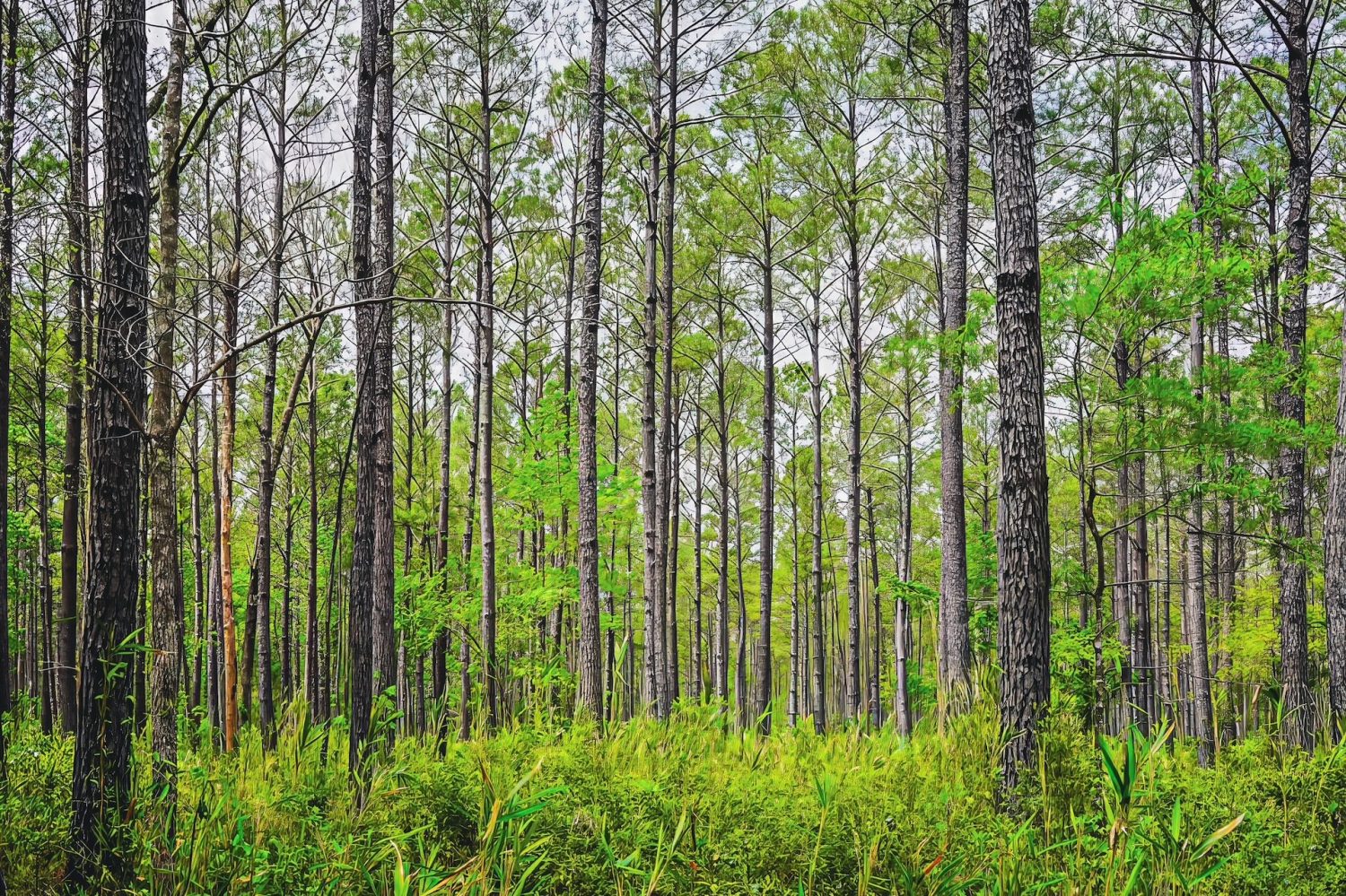 Maritime forest at Awendaw Passage.