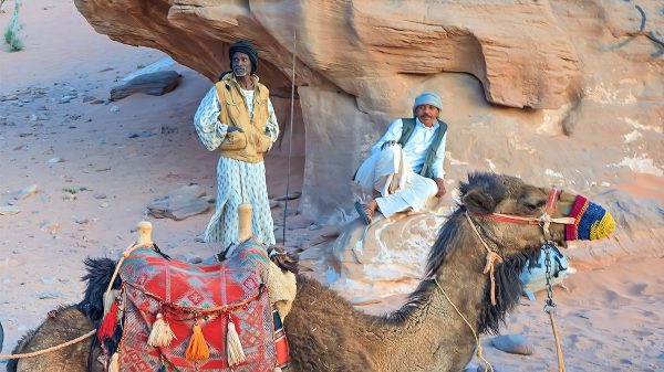 Shepards are with their camel in the Wadi Rum in Jordan. The camel is resting on the ground.