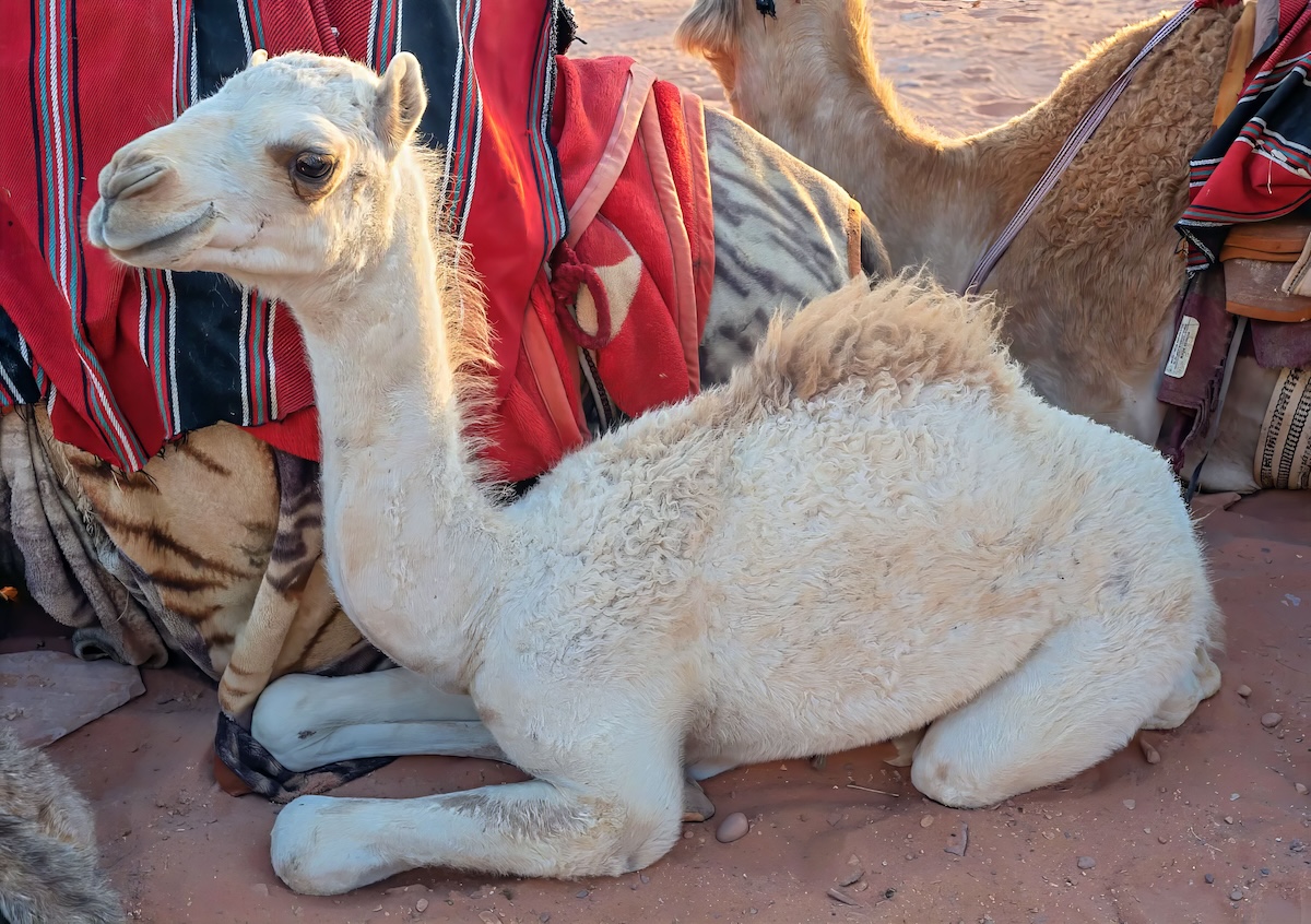 A baby camel, called a calf, is kneeling on the desert floor beside other camels.