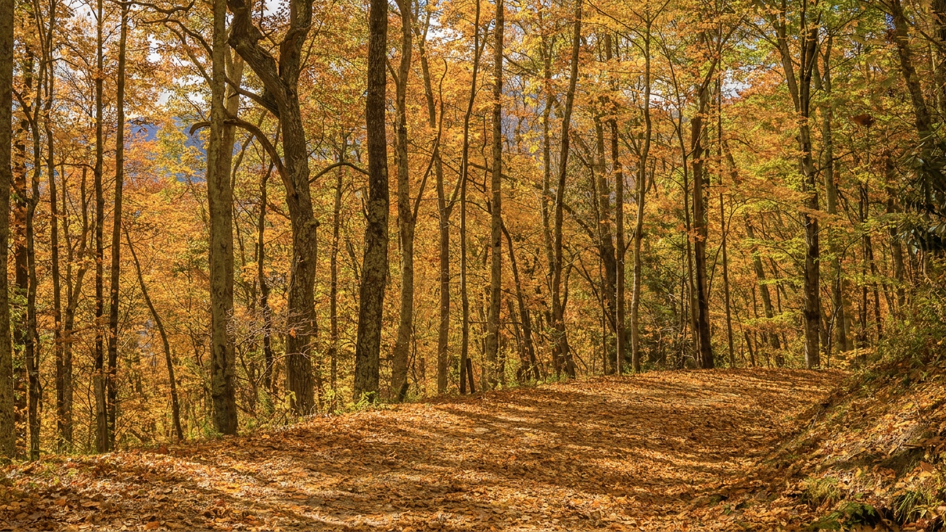 best-day-hiking-adventure Best day hiking adventure at Purchase Knob Trail during autumn