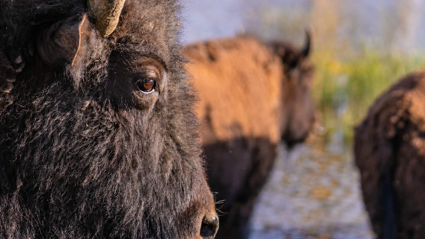 Southern-Utah-Road-Trip A massive bison bull is close enough for me to see my reflection in his eye.